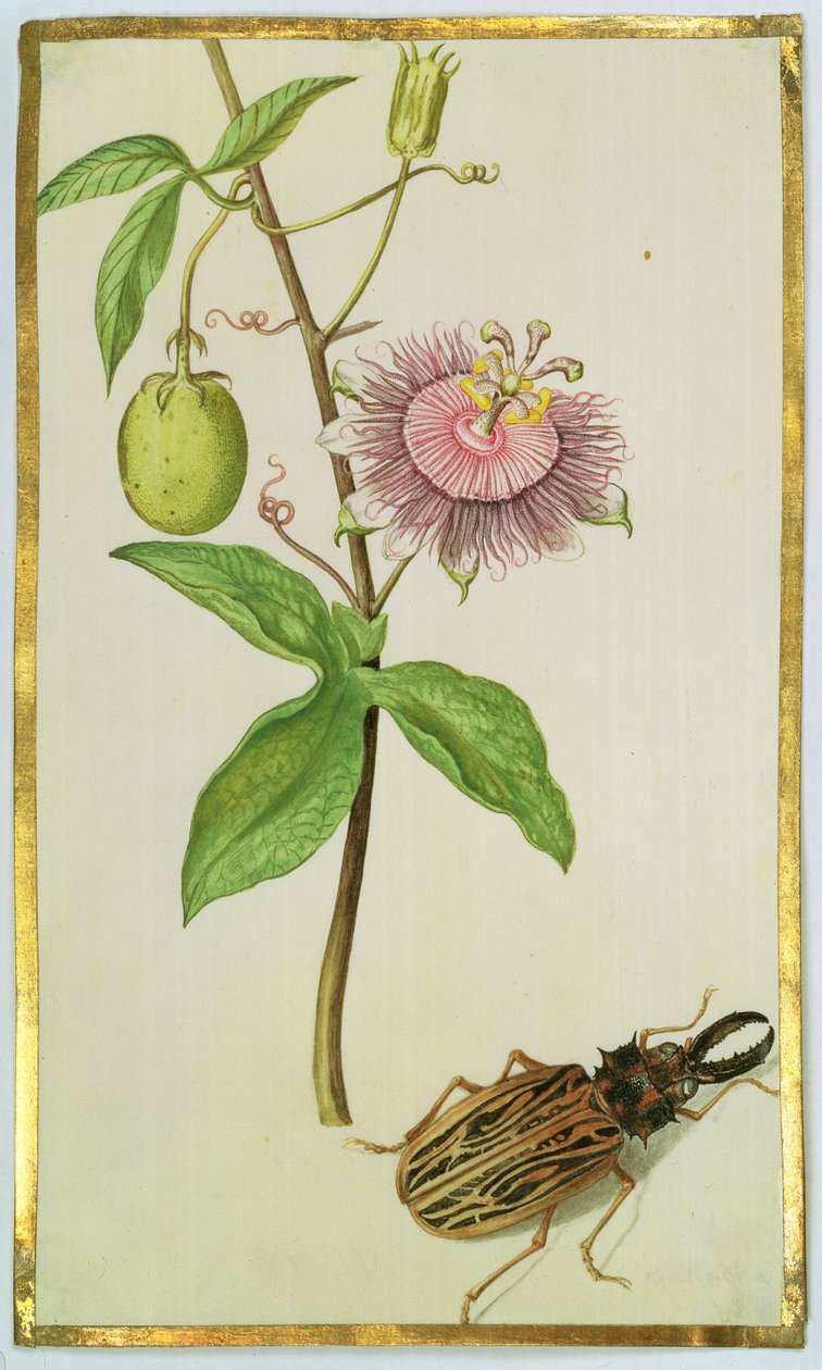 Eksotisk plante og bille, ca. 1675 (gouache på vellum) af Nicolas Robert