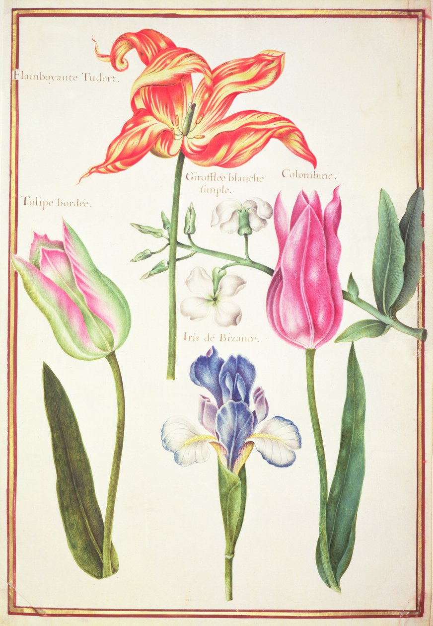 PD.109-1973.f35 Blomsterstudier: Tulipaner og blå iris (wc på vellum) af Nicolas Robert