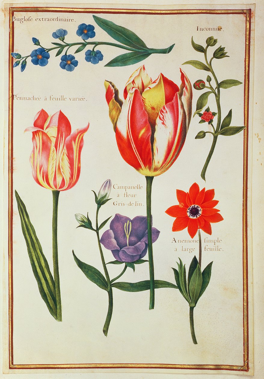 PD.109-1973.f39 Blomsterstudier (wc på vellum) af Nicolas Robert