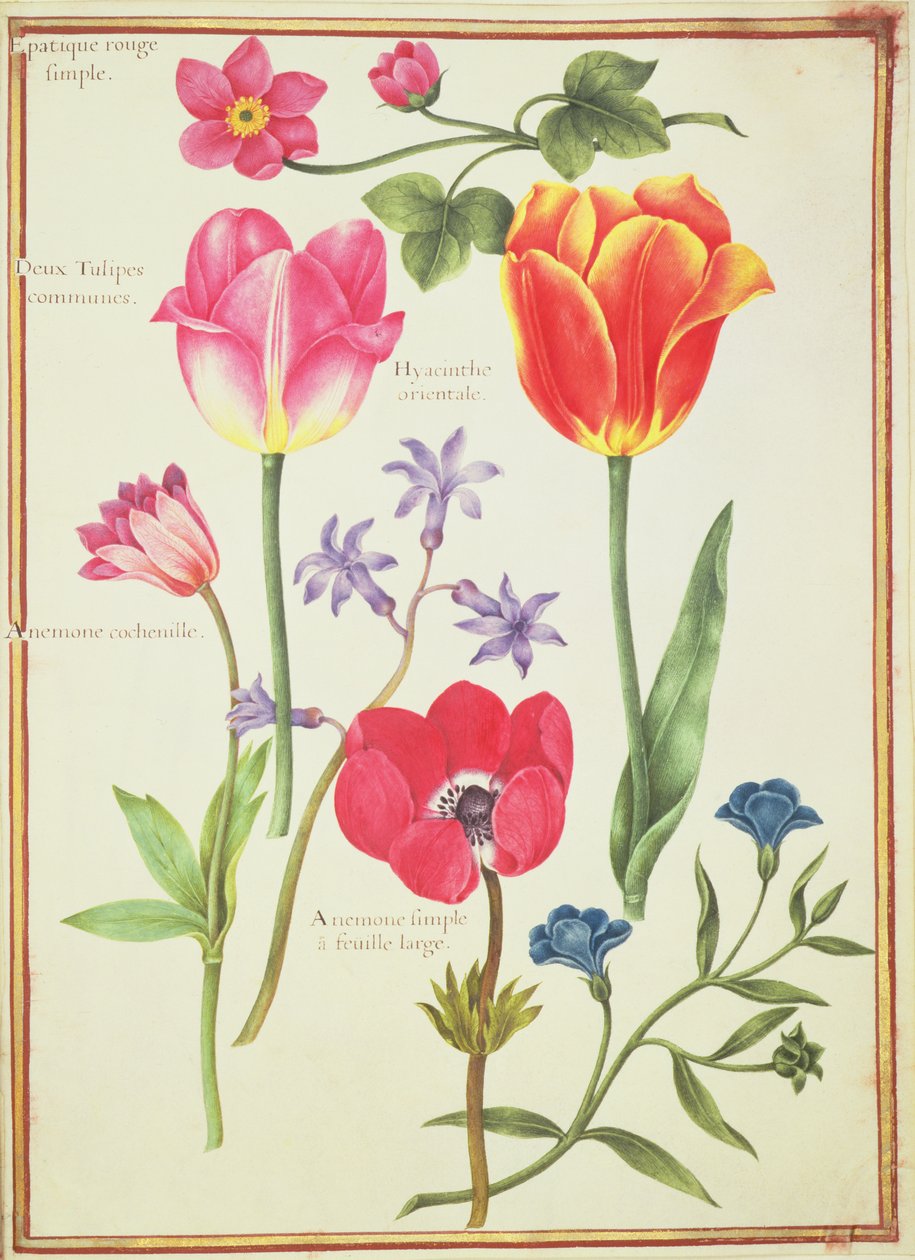 PD.109-1973.f40 Blomsterstudier (wc på vellum) af Nicolas Robert