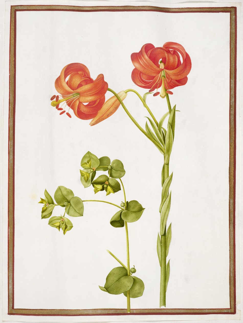 PD.109-1973.f9 (LtoR) Spurge og Lilium Chalcedonicum (wc på vellum) af Nicolas Robert