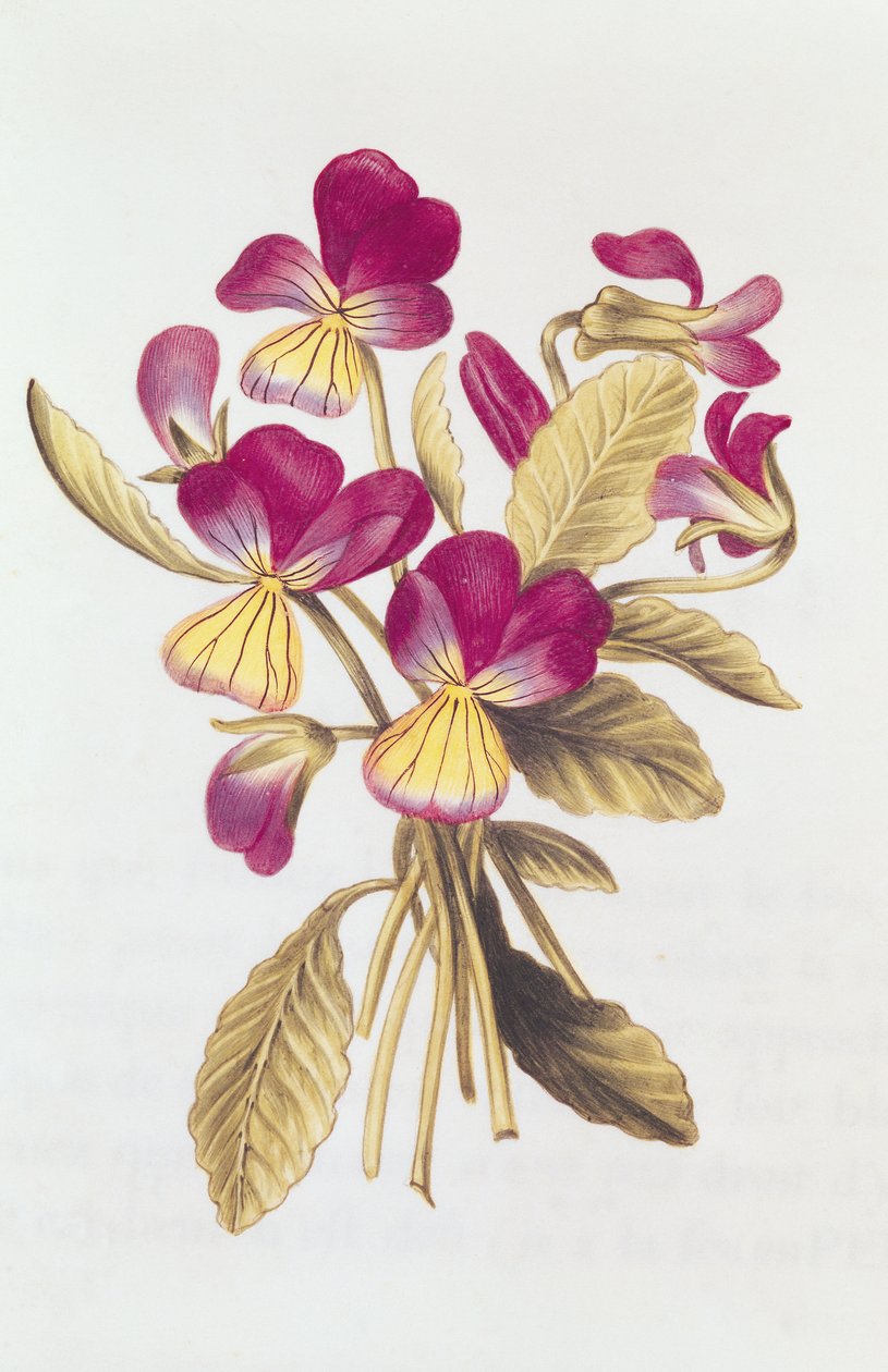 Stedmoderblomst, fra 