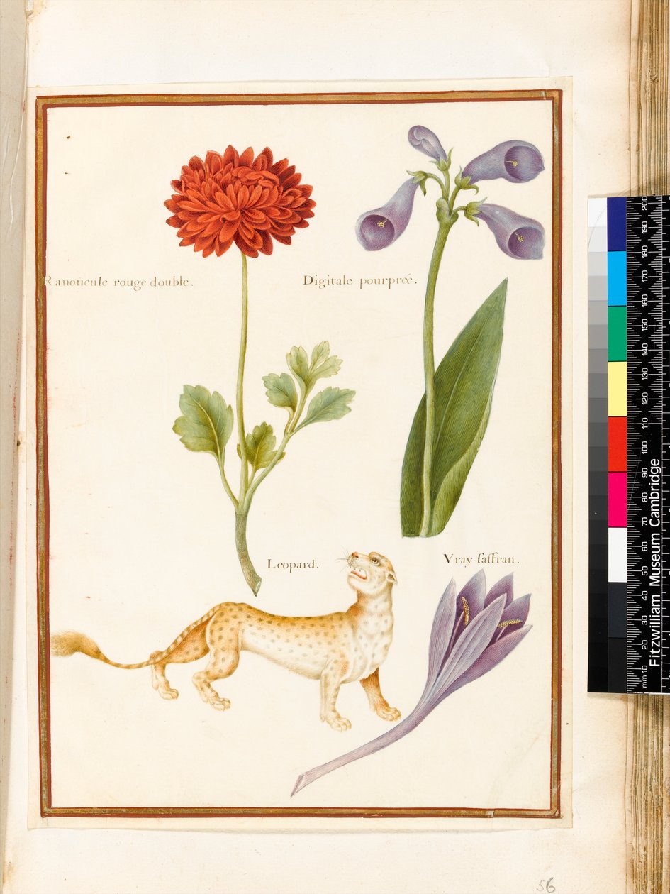 Ranunkel, Rævebjælke, Eng Safran og en Leopard (wc & gouache på vellum) af Nicolas Robert