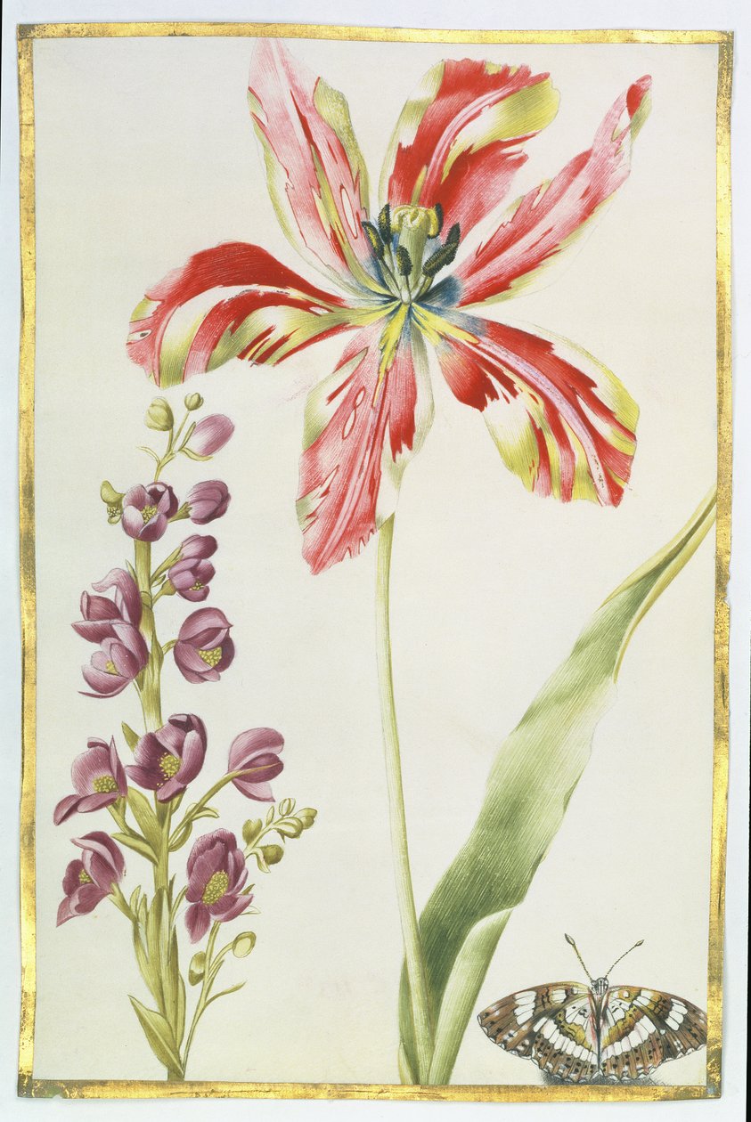 Tulipan, stokke og sommerfugl, ca. 1675 (gouache på vellum) af Nicolas Robert