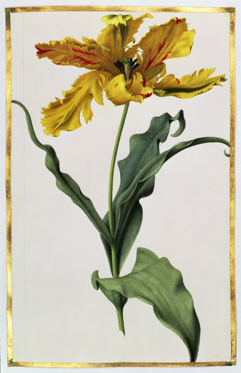 Tulipan, ca. 1675 (gouache på vellum) af Nicolas Robert