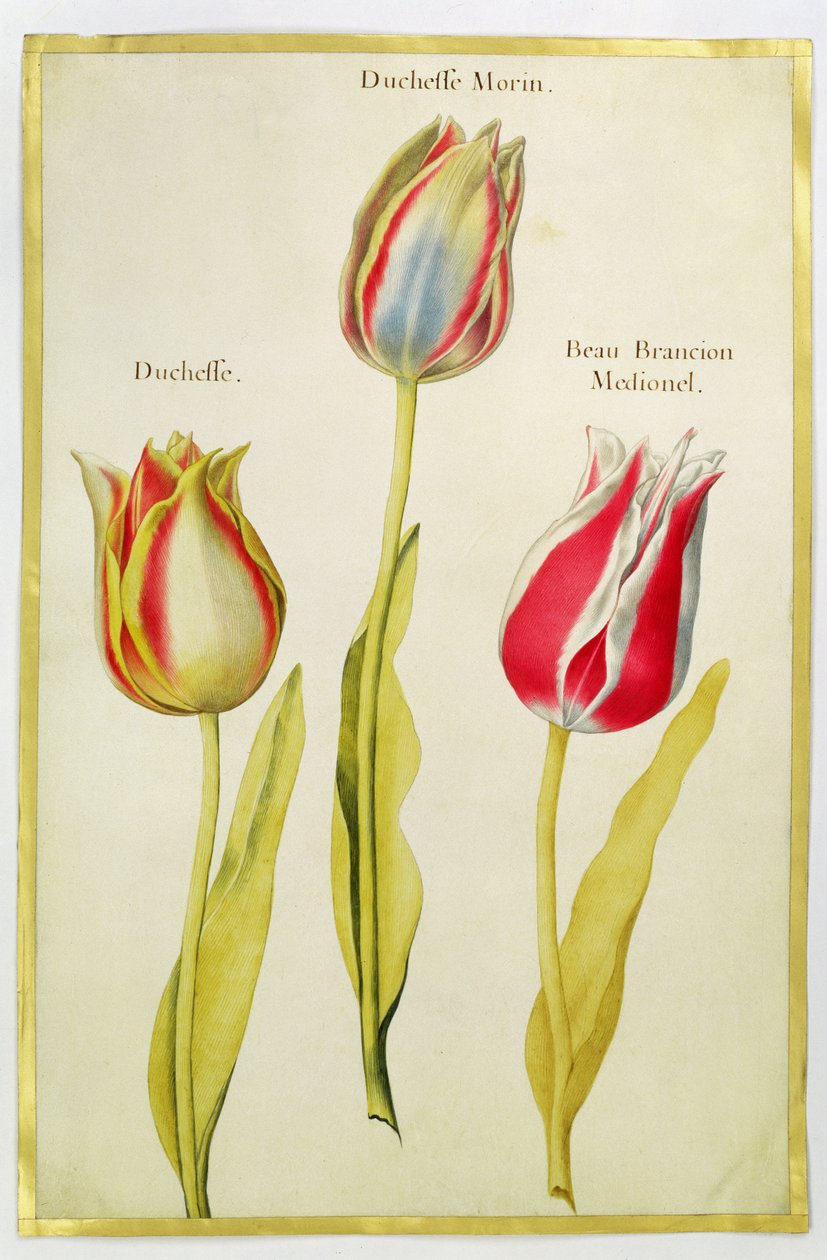 Tulipaner, ca. 1675 (gouache på vellum) af Nicolas Robert