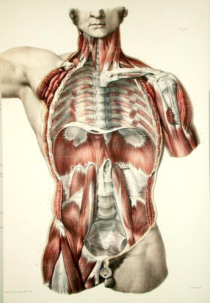 Afflettet torso, tallerken fra 