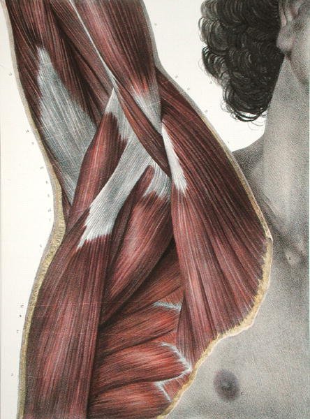 The Shoulder and Axilla, fra 