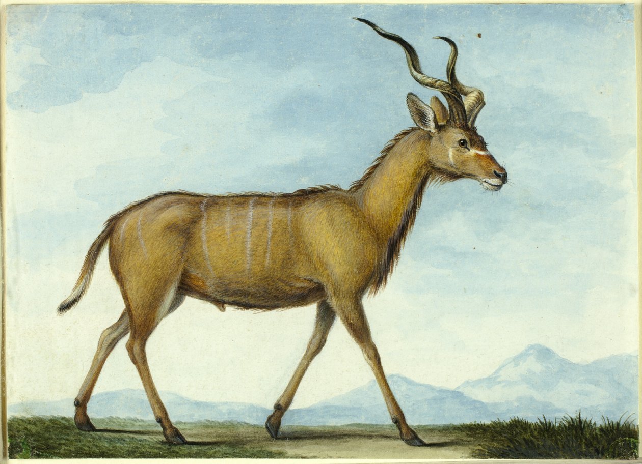 En Kudu af Nicolas Hüet the Younger
