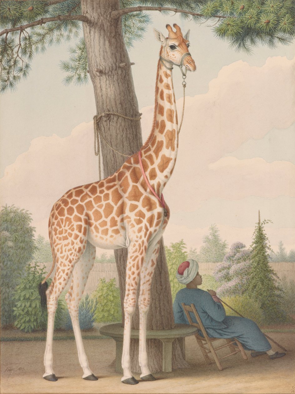 Undersøgelse af giraffen givet til Charles X af vicekongen i Egypten af Nicolas Hüet the Younger