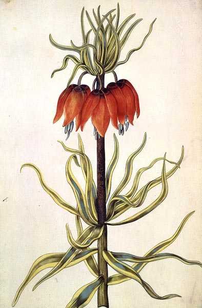 Fritilleria, ca. 1675 (gouache på vellum) af Nicolas Robert