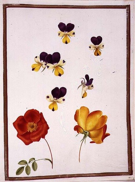 PD.109-1973.f15 Seks hoveder af stedmoderblomster og to Rosa Foetida (østrigsk briar) (akvarel på vellum) af Nicolas Robert