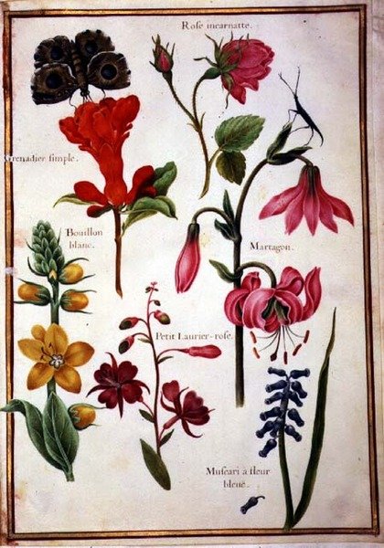 PD.109-1973.f43 Blomsterstudier (akvarel på vellum) af Nicolas Robert