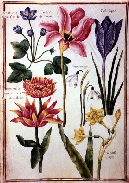 PD.109-1973.f48 Blomsterstudier (akvarel på vellum) af Nicolas Robert