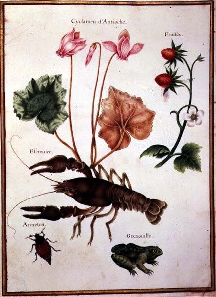 PD.109-1973.f57 Cyclamen, alpine jordbær, en hummer og en frø (akvarel på pergament) af Nicolas Robert