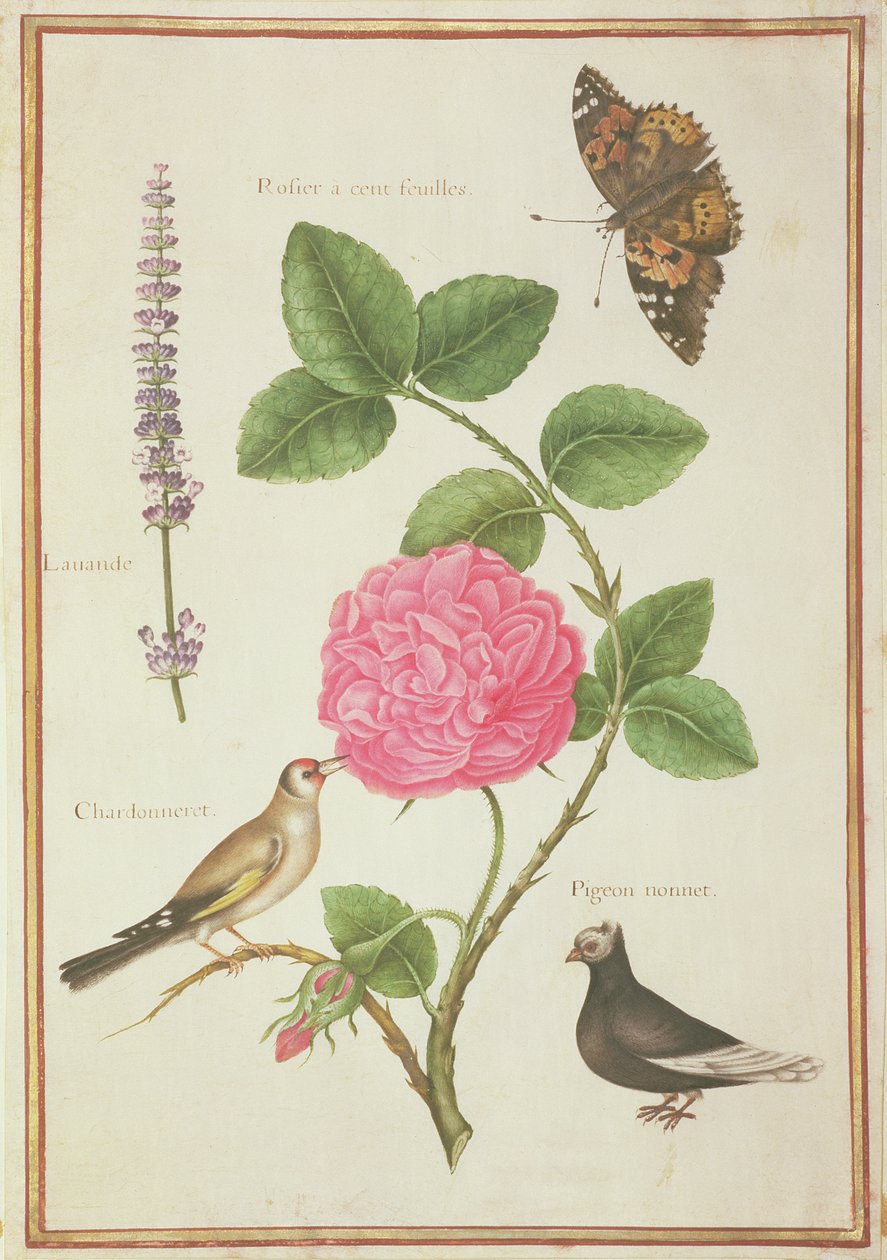 PD.109-1973.f60 Centifolia-rose, lavendel, skildpadde-sommerfugl, guldfinke og nakkedue (wc på vellum) af Nicolas Robert