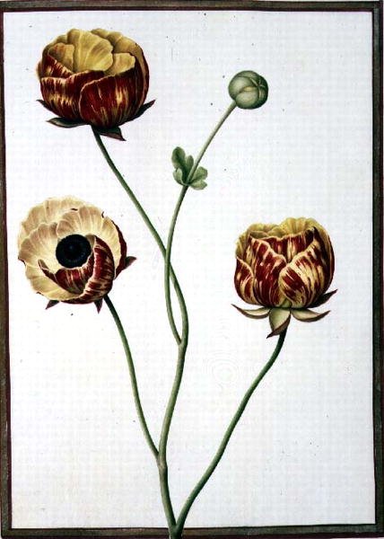 PD.109-1973.f6 Ranunculus Asiaticus (akvarel på vellum) af Nicolas Robert