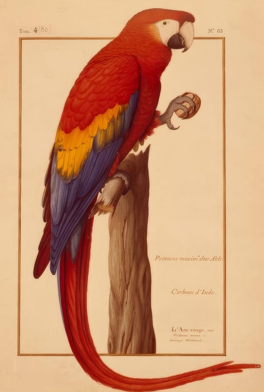 Psittacus maximus Aldr (ovandi) af Nicolas Robert