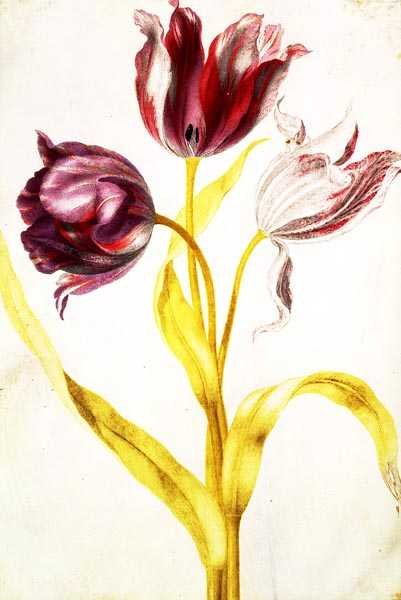 Tulipaner, ca. 1675 (gouache på vellum) af Nicolas Robert