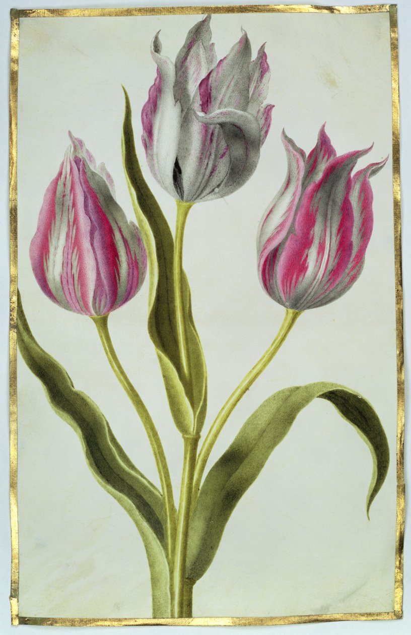 Tulipaner, ca. 1675 (gouache på vellum) af Nicolas Robert