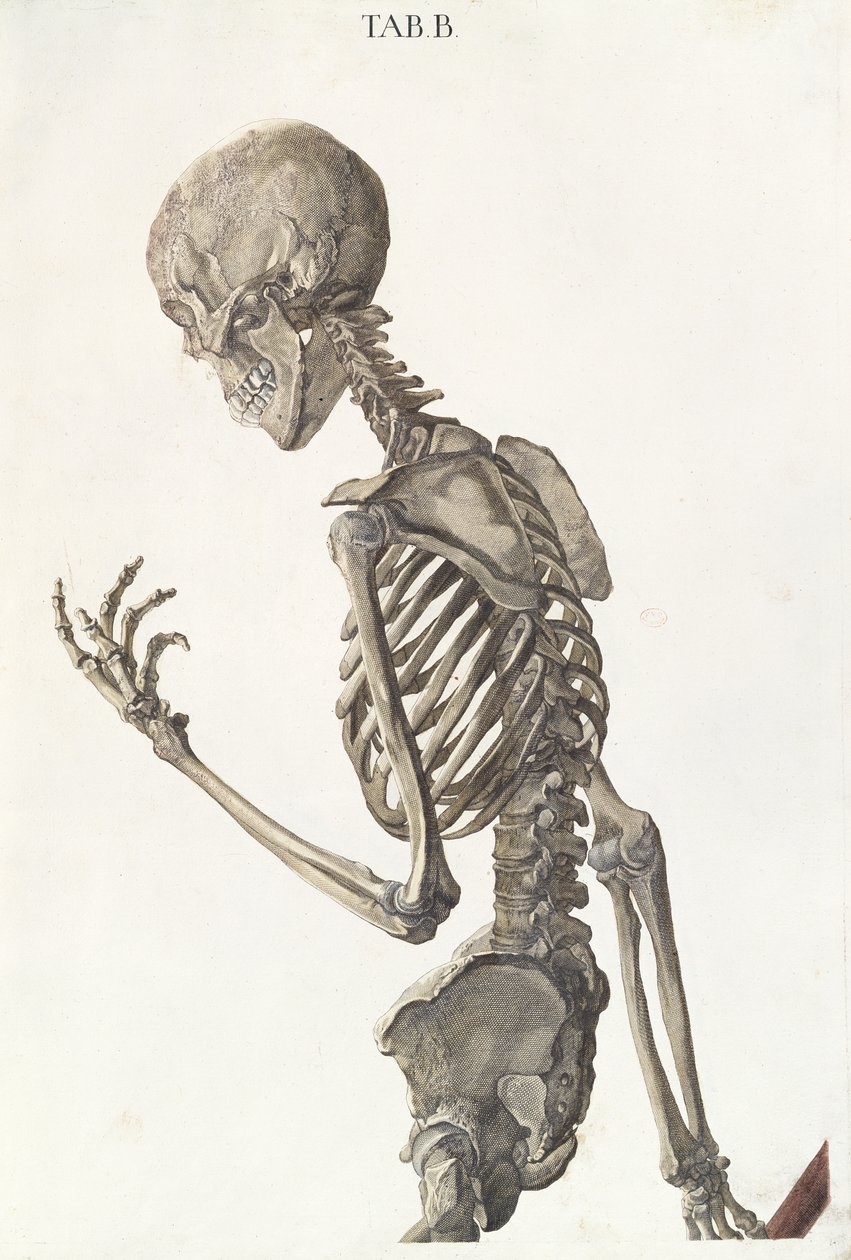 Knogler af skelettet, fra Tabulae Osteologicae af Christoph Jacob Trew (1695-1769) indgraveret af G. Lichtensteger, 1740 af Nikolaus Friedrich Eisenberger