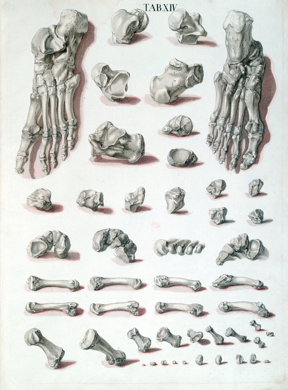 Fodknogler, fra Tabulae Osteologicae af Christoph Jacob Trew (1695-1769) indgraveret af G. Lichtensteger, 1767 af Nikolaus Friedrich after Eisenberger