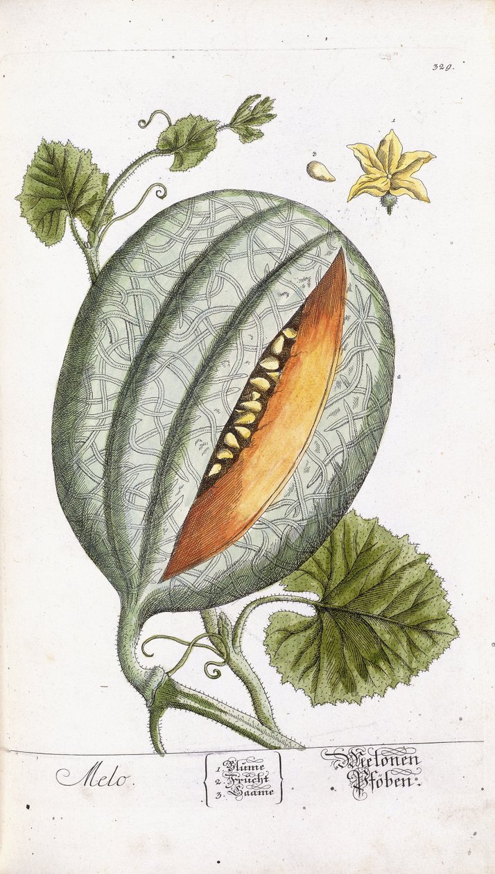 A Melon, ca. 1750-1765 af Nikolaus Friedrich Eisenberger