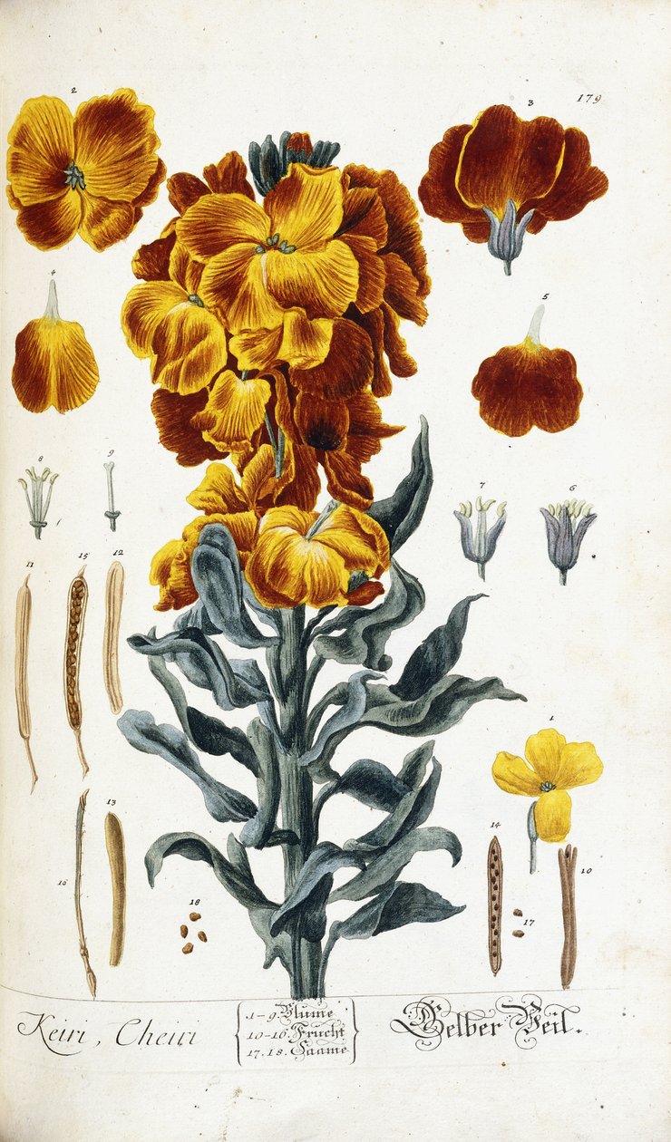Vægblomst af Nikolaus Friedrich Eisenberger