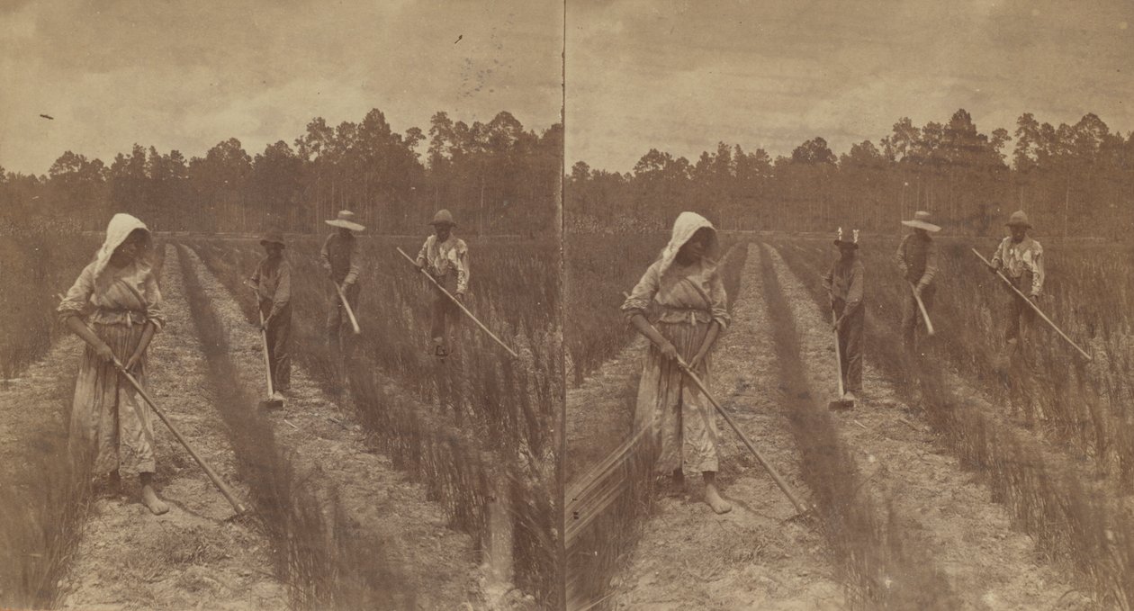 Hoeing Rice, 1876-1888. af O. Pierre Havens