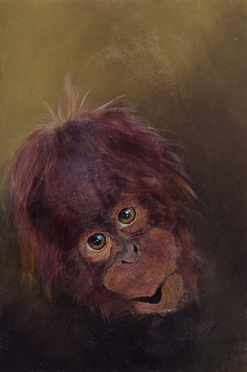 Baby orangutang 2, 2010 (akryl på træ) af Odile Kidd