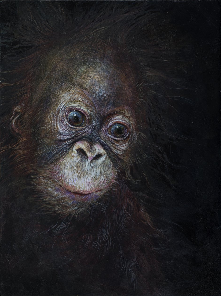 Baby orangutang 3, 2015 (akryl på træ) af Odile Kidd