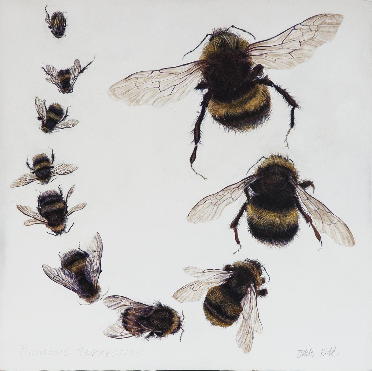 Bombus, 2015 (akryl på gessobehandlet træ) af Odile Kidd