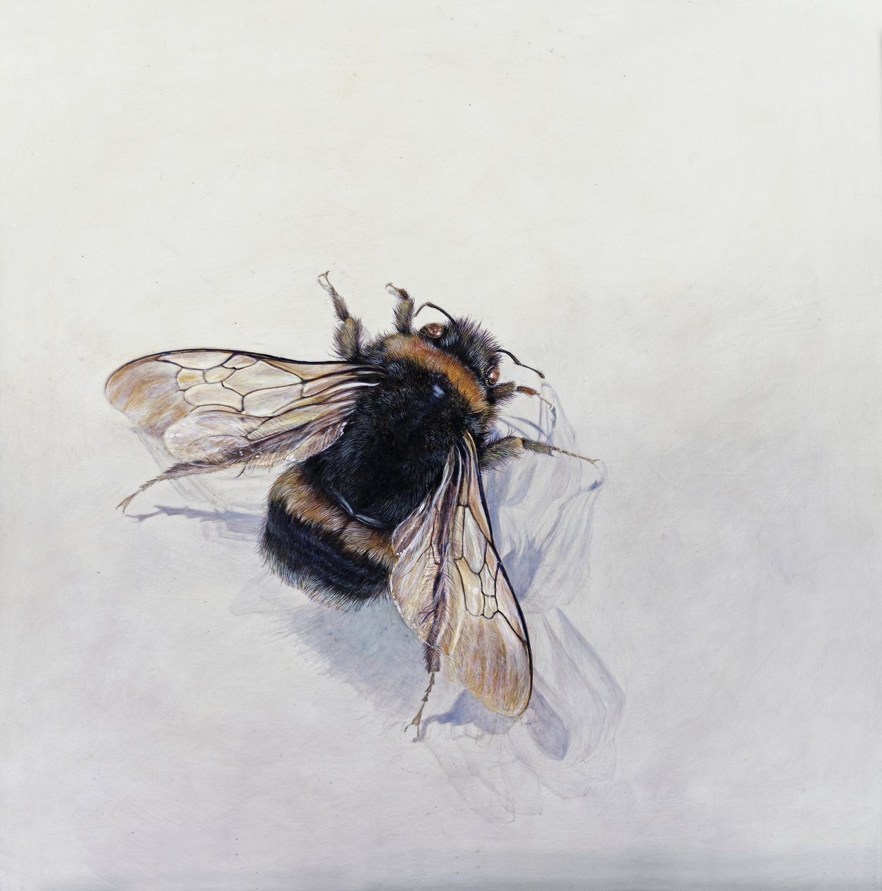 Bombus terrestris 11 (akryl på gessobehandlet træ) af Odile Kidd