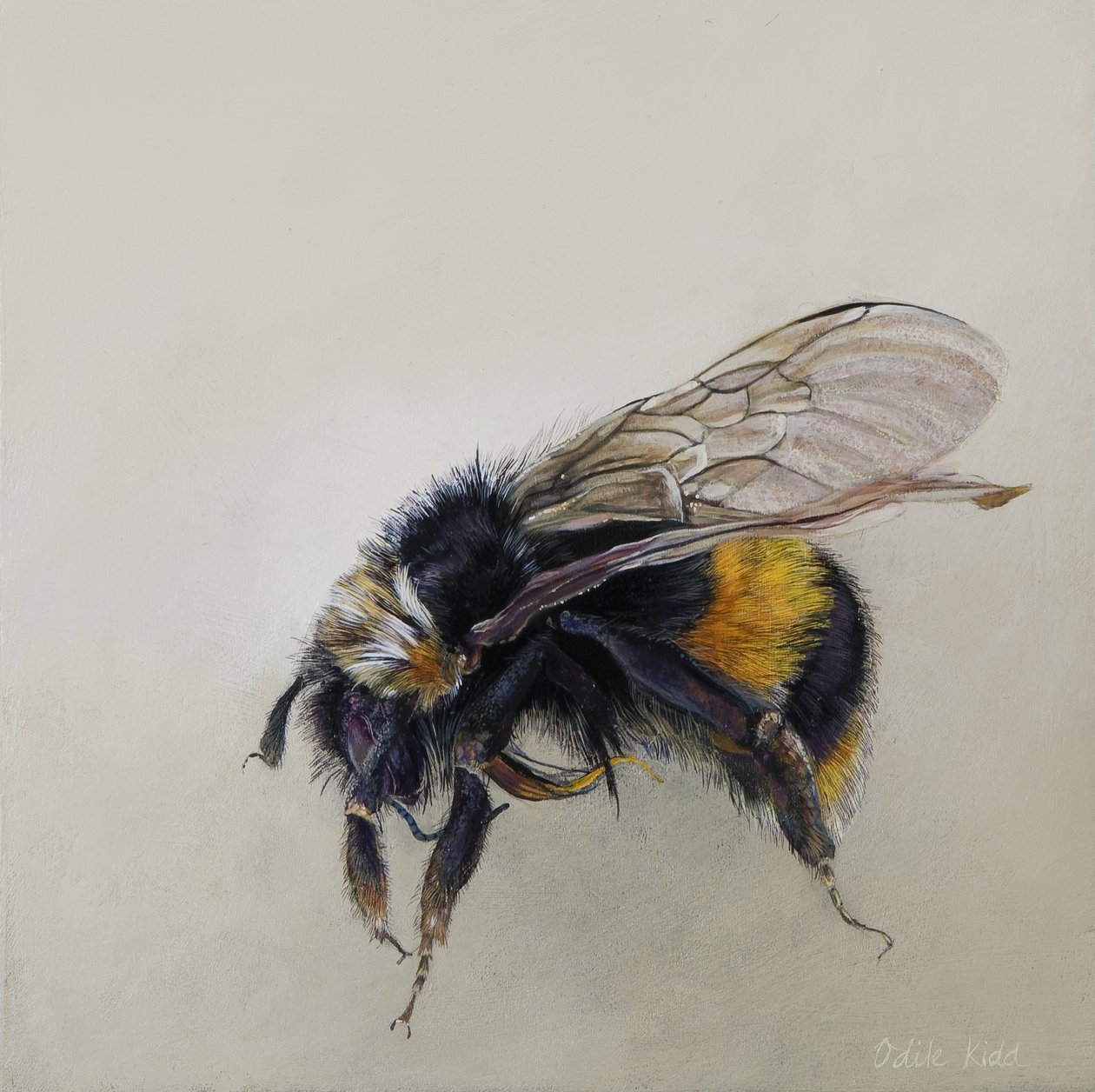 Bombus terrestris 1 (a), 2008 (akryl på træ) af Odile Kidd