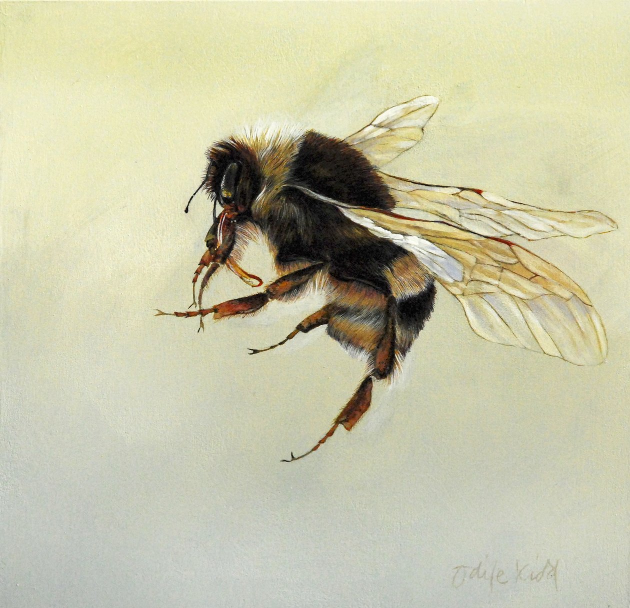 Bombus terrestris 4, 2011 (akryl på træ) af Odile Kidd