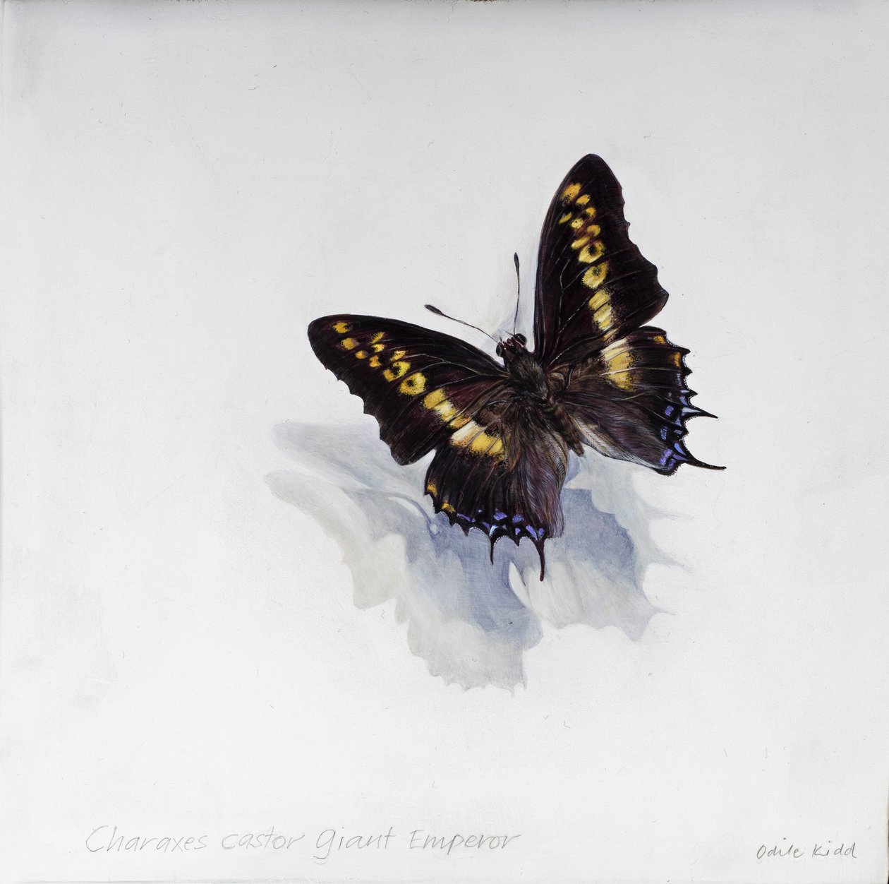 Charaxes castor, kæmpe kejser, 2014 (akryl på bejdset træ) af Odile Kidd