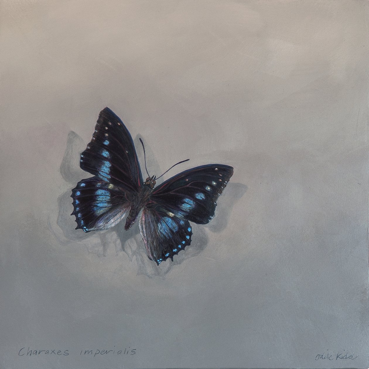 Charaxes imperialis 1 (a), 2014 (akryl på træ) af Odile Kidd