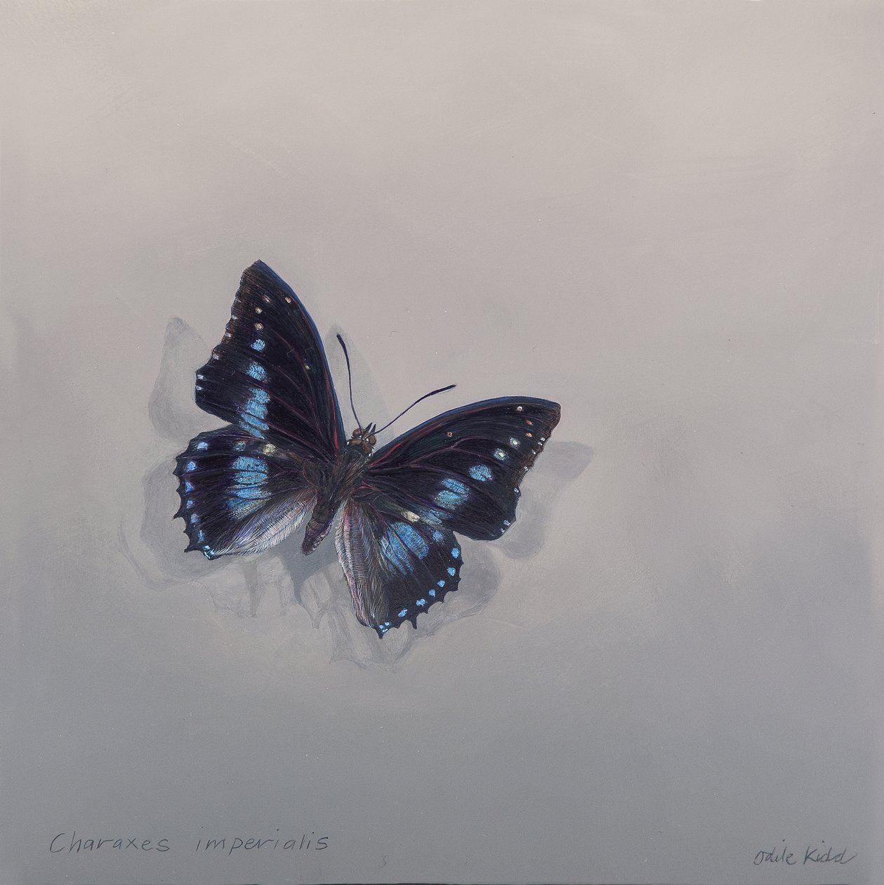 Charaxes imperialis 1 (b), 2014 (akryl på træ) af Odile Kidd