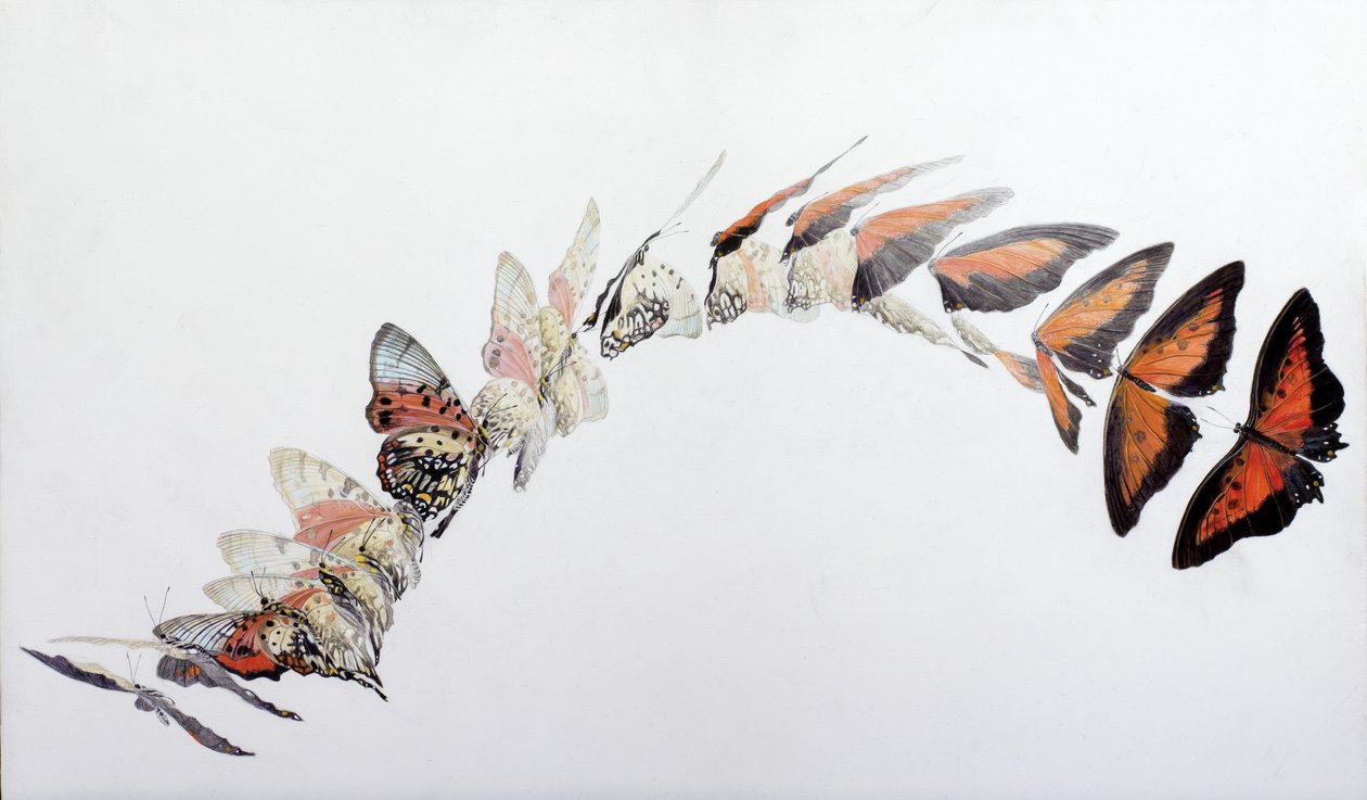 Charaxes zingha flyvemønster, 2016 (akryl på gessobehandlet træ) af Odile Kidd