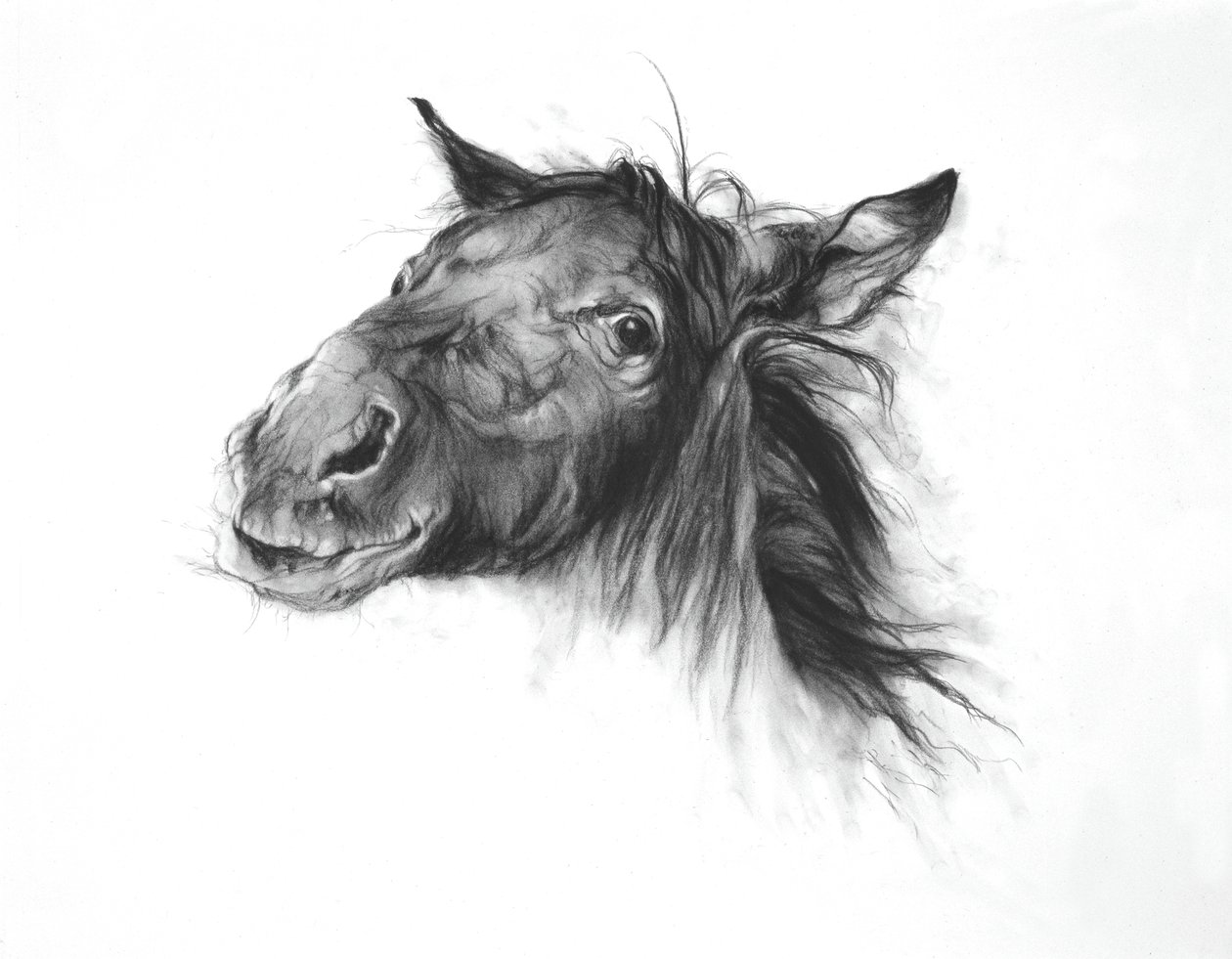 Colt, 2002 (kul på Fabriano-papir) af Odile Kidd