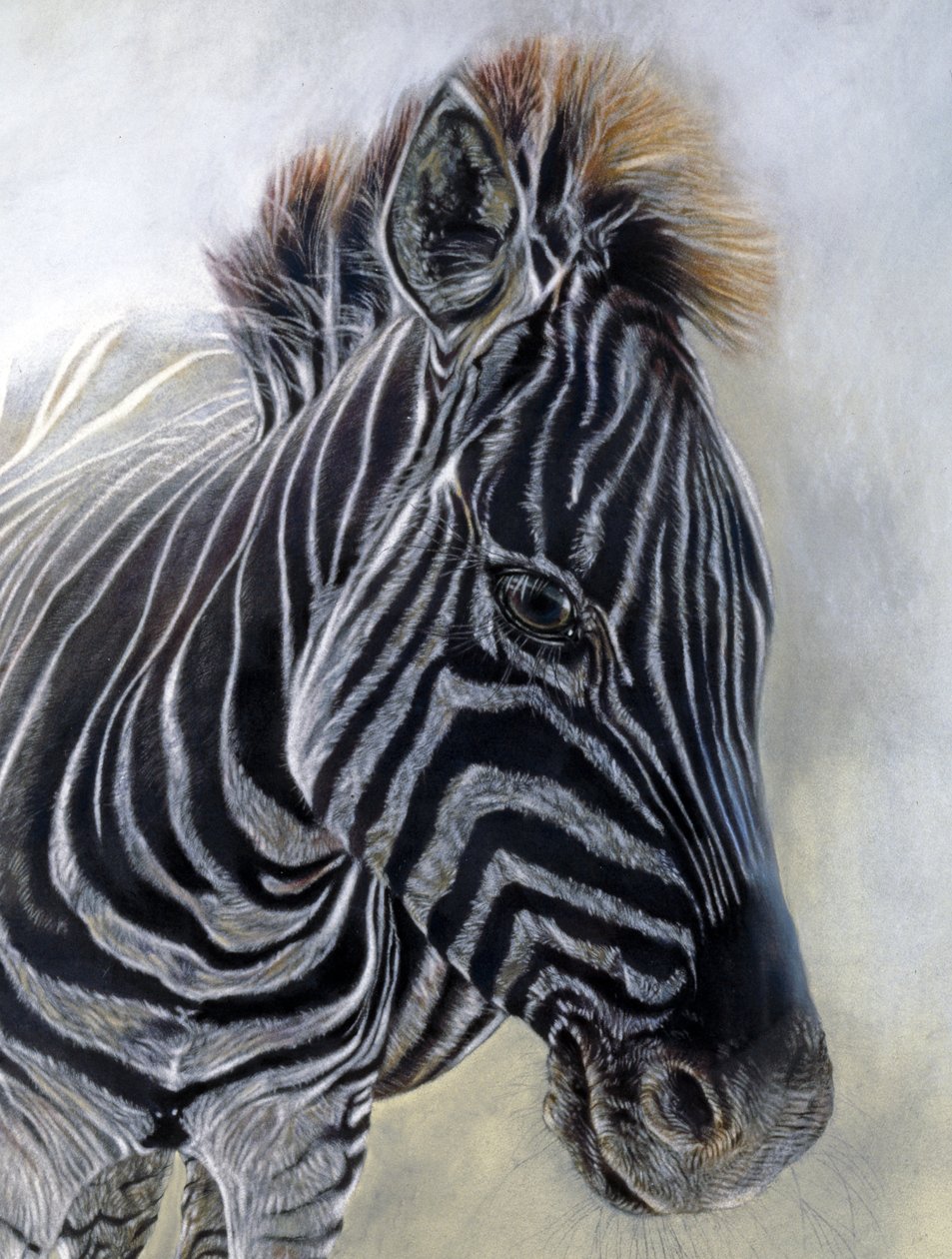 Equus burchelli 1 (detalje), 2009 (kul, conte og kridtpastel på Bockingford-papir) af Odile Kidd