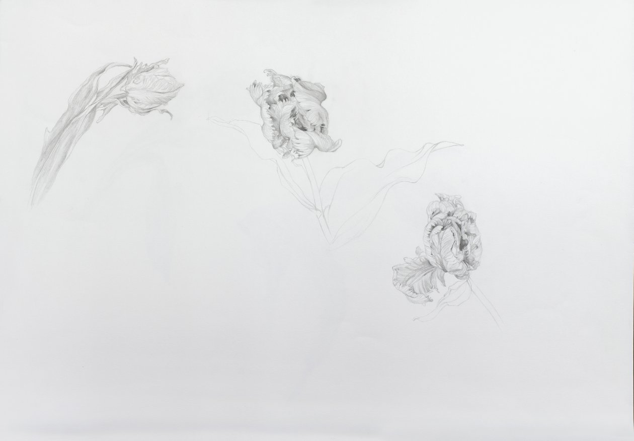 Estella rijnveld 1, 2013 (blyant på patronpapir) af Odile Kidd