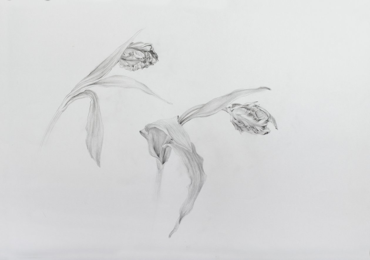 Estella rijnveld 2, 2017 (blyant på patronpapir) af Odile Kidd