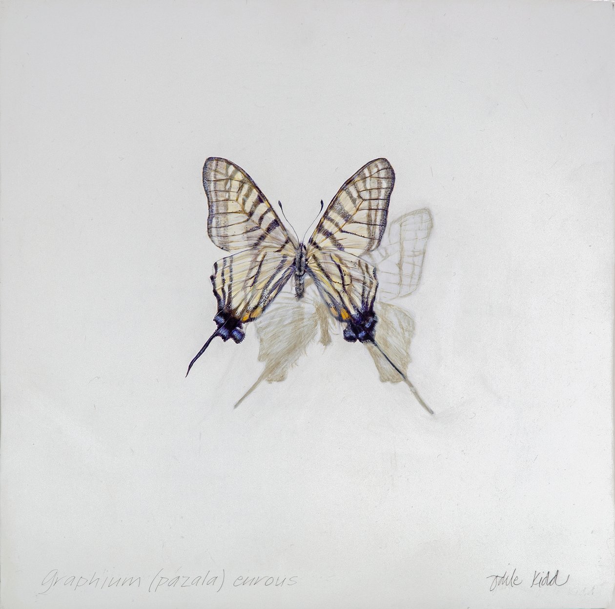 Graphium (Pazala) eurosus, 2014 (akryl på gessobehandlet træ) af Odile Kidd