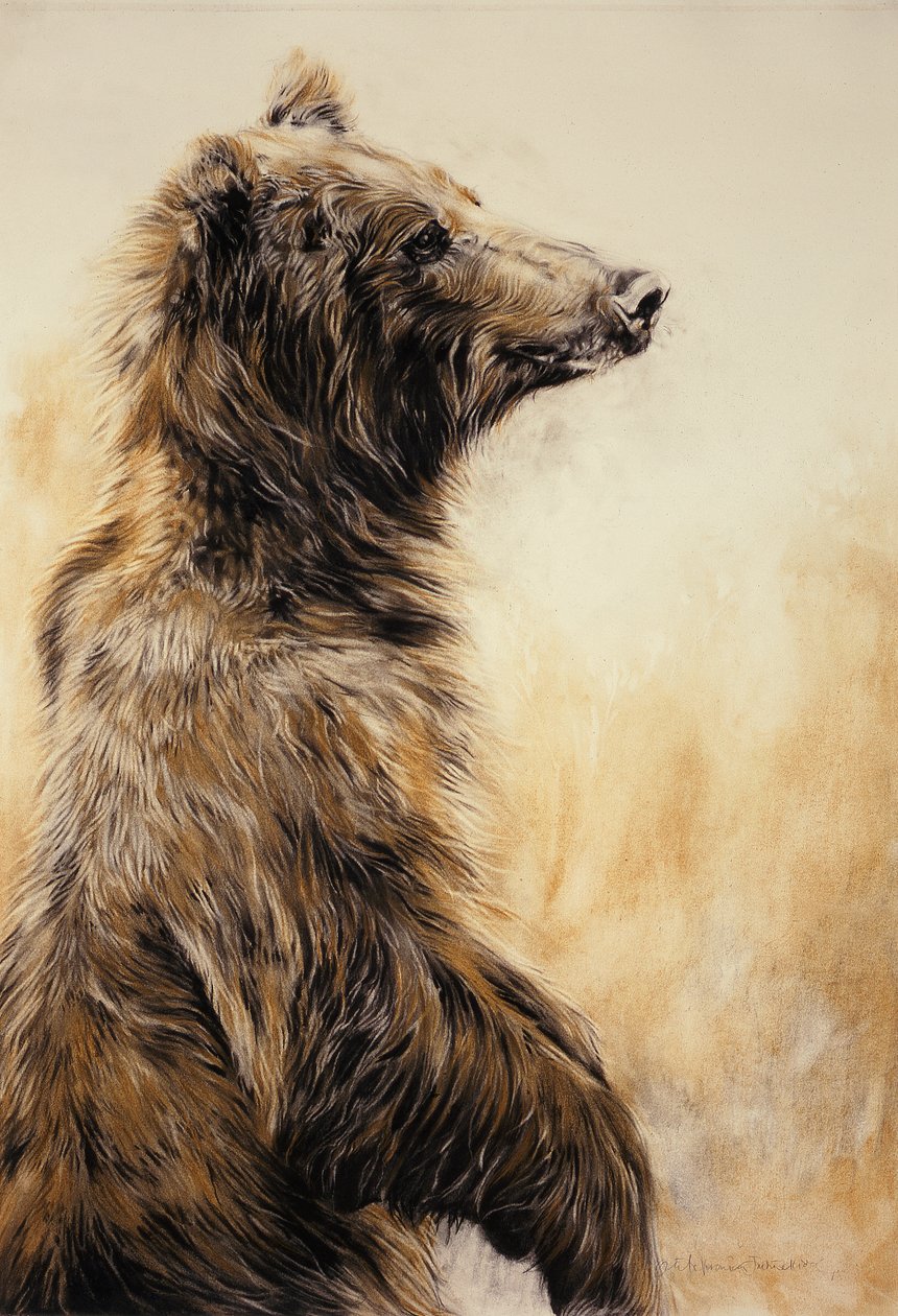 Grizzly Bear 2, 2002 (kulblyant, trækul og kridt) af Odile Kidd