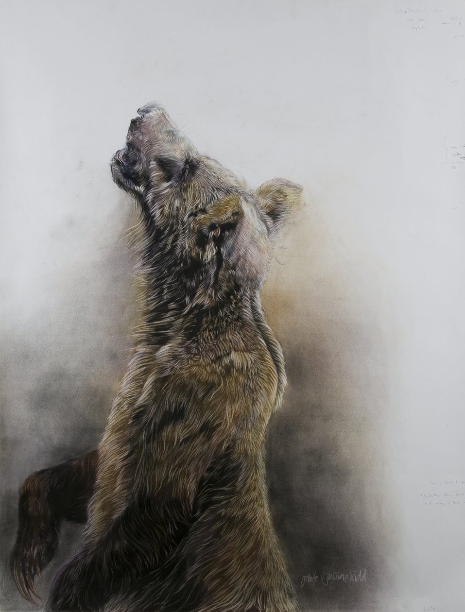 Grizzlybjørn 3, 2009 (kul, conte og kridtpastel på Fabriano-papir) af Odile Kidd