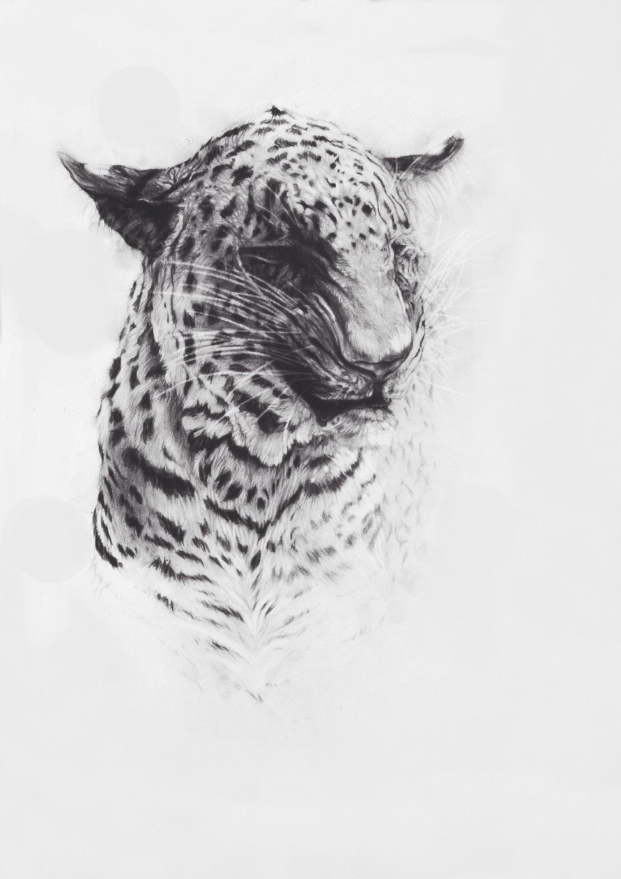 Leopard 2, 2004 (conte på Fabriano-papir) af Odile Kidd