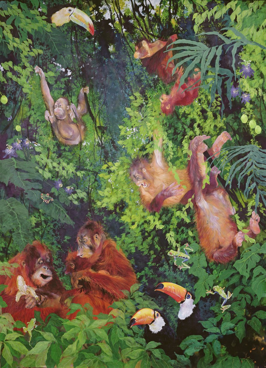 Orangutanger og tukaner af Odile Kidd
