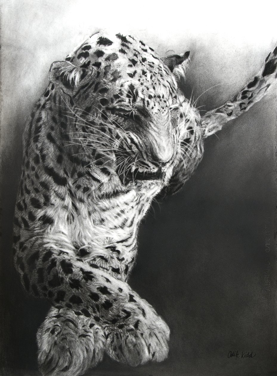 Panthera pardus 1, 2009 (kul  conte på Fabriano-papir) af Odile Kidd