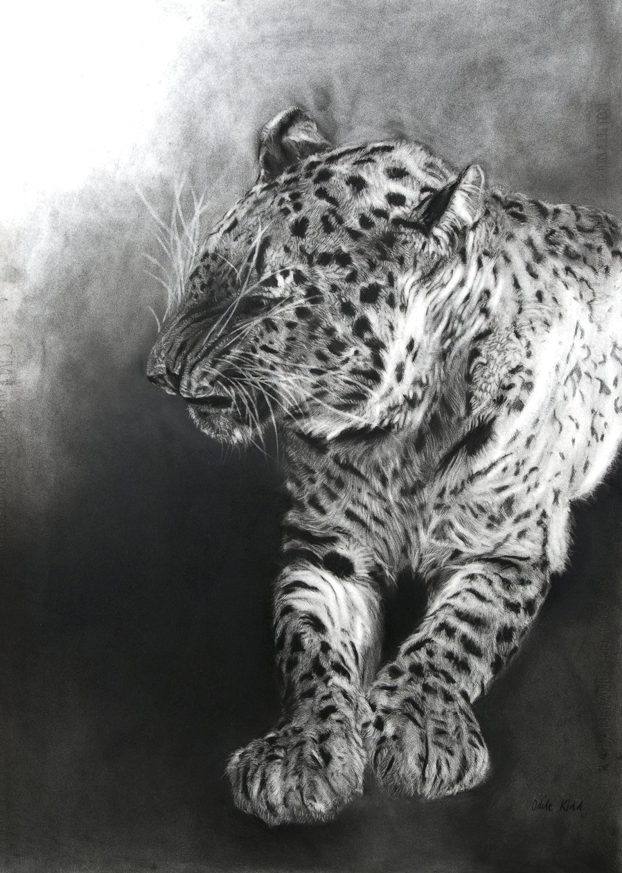 Panthera pardus 2, 2009 (kul  conte på Fabriano-papir) af Odile Kidd